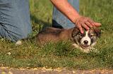 BORDER COLLIE 014
